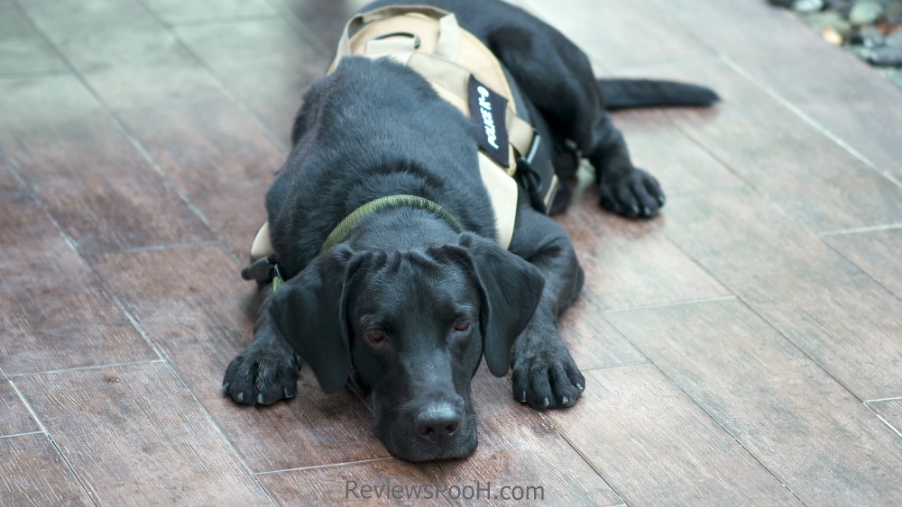 ชาร์โคล น้องหมาแสนรู้ สายลับจับกลิ่น